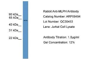 WB Suggested Anti-MLPH  Antibody Titration: 0. (Melanophilin anticorps  (C-Term))