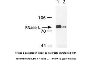 Image no. 1 for anti-Ribonuclease L (2',5'-Oligoisoadenylate Synthetase-Dependent) (RNASEL) antibody (ABIN363220)