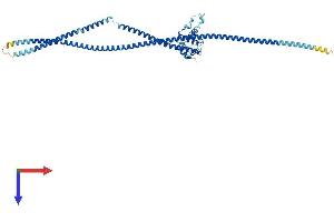 AlphaFold protein structure predicition of Mouse Recombinant Nuf2 Protein, UniprotID Q99P69