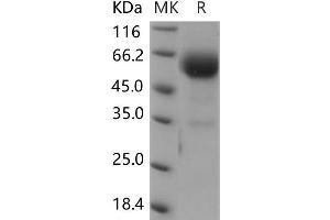 Western Blotting (WB) image for B and T Lymphocyte Associated (BTLA) (Active) protein (Fc Tag) (ABIN7320060)