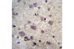HBQ1 antibody immunohistochemistry analysis in formalin fixed and paraffin embedded human brain tissue.