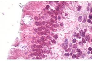 Anti-DAXX antibody IHC staining of human small intestine. (DAXX anticorps  (AA 634-683))