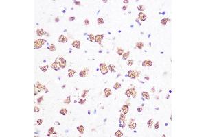 Immunohistochemistry of paraffin-embedded mouse brain using SRSF1/SRSF1/SF2/ASF Rabbit mAb (ABIN7270213) at dilution of 1:100 (40x lens). (SRSF1 anticorps)