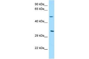 WB Suggested Anti-DPAGT1 Antibody Titration: 1. (DPAGT1 anticorps  (C-Term))