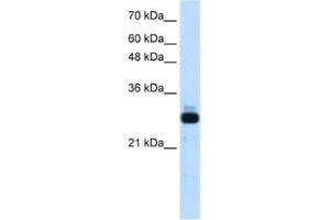 Western Blotting (WB) image for anti-Sin3A-Associated Protein, 30kDa (SAP30) antibody (ABIN2461708) (SAP30 anticorps)