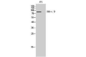 Western Blotting (WB) image for anti-IKK-alpha /IKK-beta (Lys599) antibody (ABIN3185148)