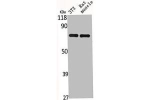 Western Blot analysis of NIH-3T3 RAT-MUSCLE cells using HSP A9 Polyclonal Antibody (HSPA9 anticorps  (C-Term))