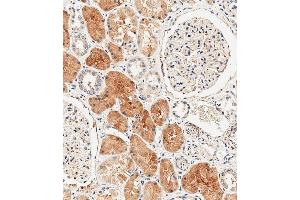 Immunohistochemical analysis of paraffin-embedded human kidney tissue using (ABIN392864 and ABIN2842279) performed on the Leica® BOND RXm.