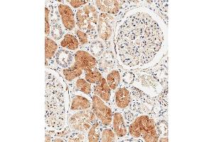 Immunohistochemical analysis of paraffin-embedded human kidney tissue using (ABIN392864 and ABIN2842279) performed on the Leica® BOND RXm. (DUSP6 anticorps  (AA 58-89))