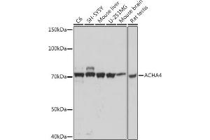Western blot analysis of extracts of various cell lines, using  Rabbit mAb (ABIN1512640, ABIN7101309, ABIN7101310 and ABIN7101311) at 1:1000 dilution. (CHRNA4 anticorps)