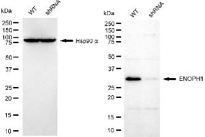Western blotting analysis using ENOPH1 antibody (ABIN7798452). (MASA anticorps)