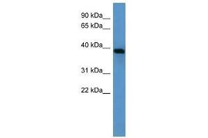 Ambp antibody used at 0. (AMBP anticorps  (N-Term))