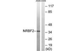 Western blot analysis of extracts from A549 cells, using NRBF2 Antibody. (NRBF2 anticorps  (AA 140-189))