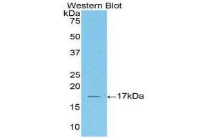 Western Blotting (WB) image for anti-Activin A Receptor, Type IIA (ACVR2A) (AA 192-325) antibody (ABIN1857883) (ACVR2A anticorps  (AA 192-325))