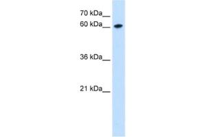 Western Blotting (WB) image for anti-Zinc Finger Protein 169 (ZNF169) antibody (ABIN2463097)