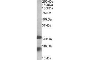 Western Blotting (WB) image for anti-MpV17 Mitochondrial Inner Membrane Protein (MPV17) (Internal Region) antibody (ABIN2464750) (MPV17 anticorps  (Internal Region))