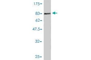 Western Blot detection against Immunogen (77.