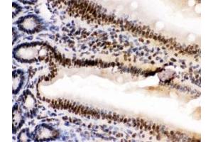 IHC testing of FFPE mouse intestine tissue with HMGB2 antibody at 1ug/ml. (HMGB2 anticorps)
