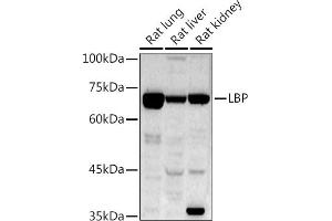 Western blot analysis of extracts of various cell lines, using LBP antibody (ABIN7268285) at 1:1000 dilution. (LBP anticorps)