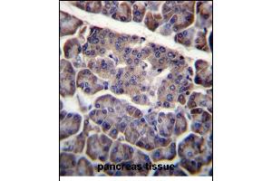 PDCD1LG2 Antibody (N-term) (ABIN656243 and ABIN2845559) immunohistochemistry analysis in formalin fixed and paraffin embedded human pancreas tissue followed by peroxidase conjugation of the secondary antibody and DAB staining. (PDCD1LG2 anticorps  (N-Term))