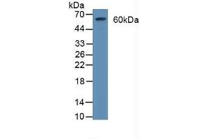 Detection of CD55 in Rat Brain Tissue using Polyclonal Antibody to Cluster Of Differentiation 55 (CD55) (CD55 anticorps  (AA 35-285))