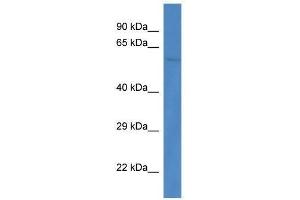 Western Blot showing Ppp3cb antibody used at a concentration of 1. (PPP3CB anticorps  (C-Term))