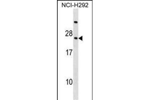 RARRES3 Antibody (Center) (ABIN1538411 and ABIN2850262) western blot analysis in NCI- cell line lysates (35 μg/lane). (RARRES3 anticorps  (AA 43-71))