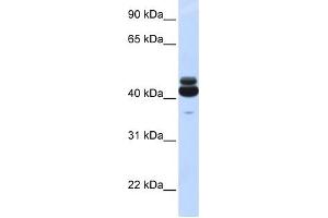GNA15 antibody used at 1 ug/ml to detect target protein. (GNA15 anticorps  (N-Term))