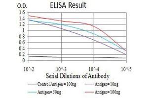 Black line: Control Antigen (100 ng),Purple line: Antigen (10 ng), Blue line: Antigen (50 ng), Red line:Antigen (100 ng) (ADIPOQ anticorps  (AA 16-154))