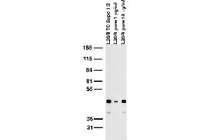 Adult rat brain membrane immunoblot.