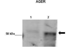 Lanes :  Lane 1: 10ug of hRAGE HEK-293 lysateLane 2: 10ug of mRAGE HEK-293 lysate   Primary Antibody Dilution :   1:1000    Secondary Antibody :  Anti-rabbit-HRP   Secondary Antibody Dilution :   1:2500   Gene Name :  AGER   Submitted by :  Barry Hudson