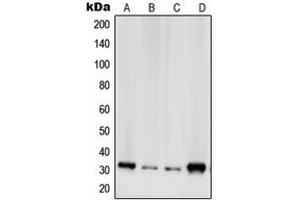 Western blot analysis of RPS2 expression in A431 (A), HeLa (B), HEK293 (C), NIH3T3 (D) whole cell lysates. (RPS2 anticorps  (C-Term))