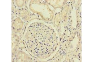Immunohistochemistry of paraffin-embedded human kidney tissue using ABIN7152325 at dilution of 1:100 (Exportin 6 anticorps  (AA 290-530))