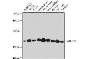 Western blot analysis of extracts of various cell lines, using NDUFB8 antibody (ABIN7268814) at 1:500 dilution.