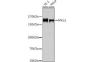 Western blot analysis of extracts of various cell lines using MKL1 Polyclonal Antibody at dilution of 1:1000. (MKL1 anticorps)