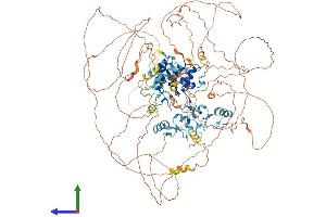 AlphaFold protein structure predicition of Mouse Recombinant Bnc2 Protein, UniprotID Q8BMQ3
