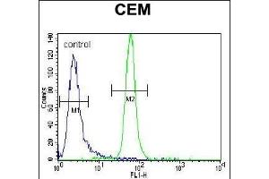 MUSK Antibody (ABIN392021 and ABIN2841797) flow cytometric analysis of CEM cells (right histogram) compared to a negative control cell (left histogram). (MUSK anticorps)