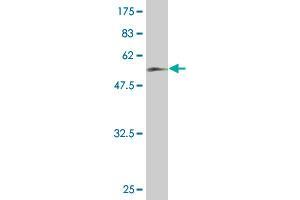 Western Blot detection against Immunogen (61.