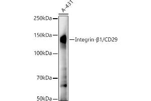 Western blot analysis of extracts of A-431 cells, using Integrin-β1/CD29 antibody (ABIN7267926) at 1:20000 dilution. (ITGB1 anticorps)