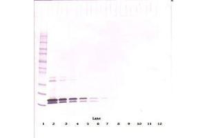 Image no. 2 for anti-Tumor Necrosis Factor (Ligand) Superfamily, Member 13b (TNFSF13B) antibody (ABIN1496804) (BAFF anticorps)