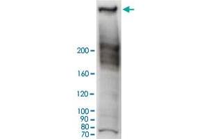 Western blot analysis of HeLa cell lysate with RANBP2 polyclonal antibody . (RANBP2 anticorps)