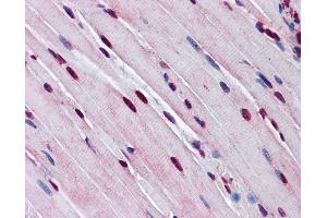 Anti-TTF1 antibody IHC of mouse skeletal muscle. (TTF1 anticorps  (AA 51-100))
