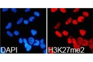 Immunofluorescence analysis of 293T cell using H3K27me2 antibody. (Histone 3 anticorps  (H3K27me2))