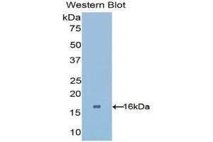Western Blotting (WB) image for anti-phosphohistidine Phosphatase 1 (PHPT1) (AA 1-125) antibody (ABIN1176627)