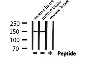 Western blot analysis of extracts from mouse heart,mouse brain, using Raptor Antibody.