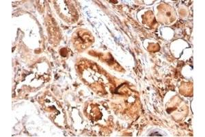 Formalin-fixed, paraffin-embedded human kidney stained with MICA Mouse Recombinant Monoclonal Antibody (MICA/4442).