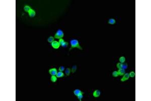 Immunofluorescent analysis of U87 cells using ABIN7153847 at a dilution of 1:100 and Alexa Fluor 488-congugated AffiniPure Goat Anti-Mouse IgG(H+L).