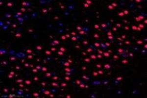 Immunofluorescent analysis of paraformaldehyde-fixed rat frontal lobe using PARIS (ABIN7076272) at dilution of 1: 3000