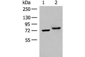Western blot analysis of A172 and HepG2 cell lysates using POMGNT1 Polyclonal Antibody at dilution of 1:400