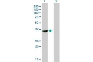 Western Blot analysis of MPG expression in transfected 293T cell line by MPG monoclonal antibody (M04), clone 1E10.